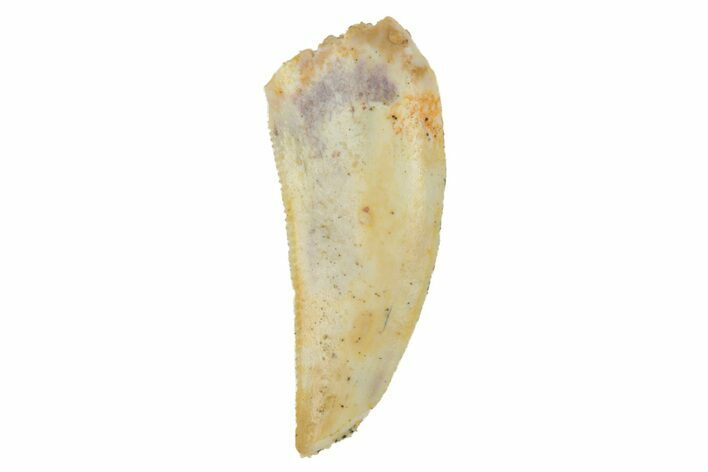 Serrated, Raptor Tooth - Real Dinosaur Tooth #228803